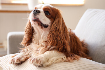 Cute cavalier King Charles spaniel with cushion lying on sofa at home