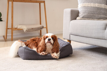 Cute cavalier King Charles spaniel lying in pet bed at home