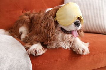 Cute cavalier King Charles spaniel with sleeping mask lying on sofa at home