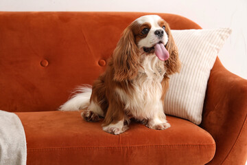 Cute cavalier King Charles spaniel sitting on sofa at home