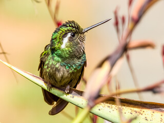Purple-throated Mountain-gem - Lampornis calolaemus in Costa Rica