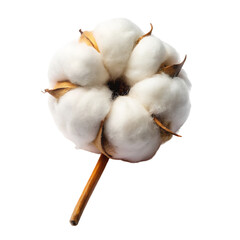 Cotton flower isolated on a transparent background