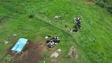 Aerial View of a Herd of Cattle