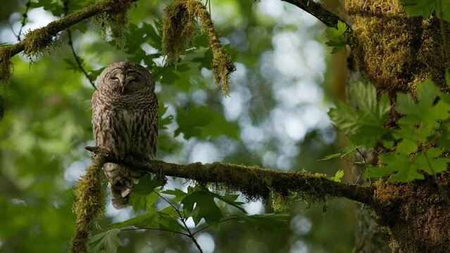 Barred owl (Strix Varia) sleeping in a Big leaf maple tree on a windy day in the Pacific Northwest Rainforest as golden hour light hits it.