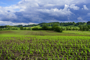 Fototapeta premium field and blue sky