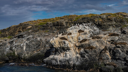 Fototapeta premium Sea lions are resting, lying on the ledges of a rocky island. The cormorants sat down next to each other. Sparse grassy vegetation on the cliff. Clouds in the blue sky. Argentina. Isla de los lobos. 