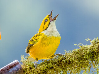 Silver-throated Tanager - Tangara icterocephala in Costa Rica