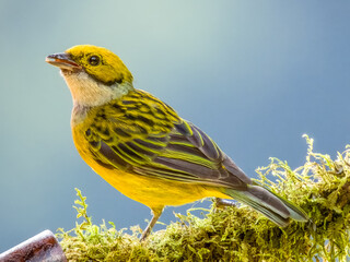 Silver-throated Tanager - Tangara icterocephala in Costa Rica