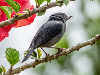 Slaty Flowerpiercer - Diglossa plumbea in Costa Rica