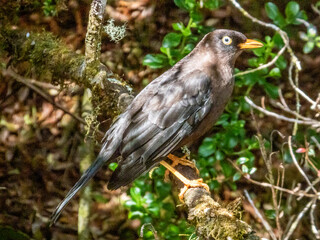 Sooty Thrush - Turdus nigrescens in Costa Rica
