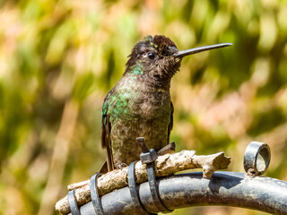 Obraz premium Talamanca Hummingbird - Eugenes spectabilis in Costa Rica
