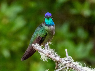 Talamanca Hummingbird - Eugenes spectabilis in Costa Rica