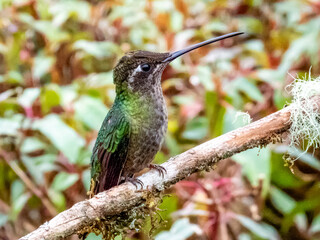 Fototapeta premium Talamanca Hummingbird - Eugenes spectabilis in Costa Rica