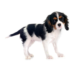 cavalier king charles