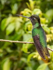 Talamanca Hummingbird - Eugenes spectabilis in Costa Rica