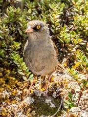 Volcano Junco - Junco vulcani in Costa Rica