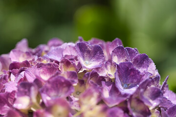 初夏のアジサイ