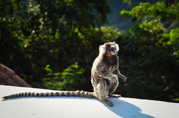 A White-Tufted Marmoset (Callithrix jacchus) sitting under the Sunlight - Rio de Janeiro, Brazil