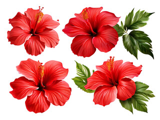 Set Tropical Red Hibiscus Flowers