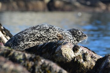 Harbor seal basking in the sunlight on a boulder on the shoreline