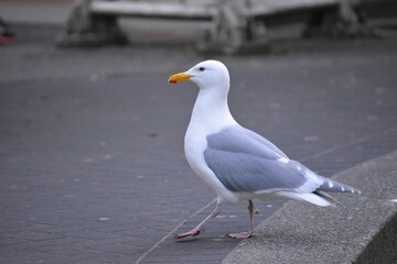Vivid Seagull strolls through city streets