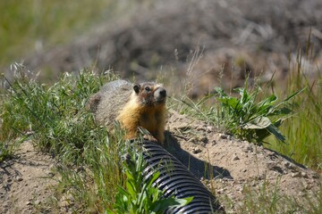 Yellow Bellied Marmot sits near a small PVC pipe