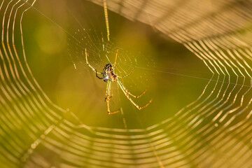 Orb-weaver spiders are members of the spider family Araneidae. They are the most common group of builders of spiral wheel-shaped webs often found in gardens, fields, and forests. 