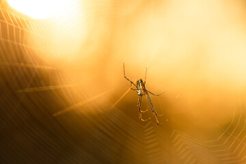 Orb-weaver spiders are members of the spider family Araneidae. They are the most common group of builders of spiral wheel-shaped webs often found in gardens, fields, and forests. 