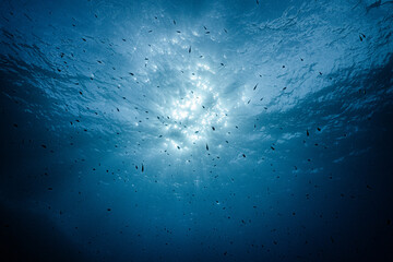 background of the fish 