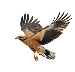 Eagle in flight, isolated on transparent or white background.
