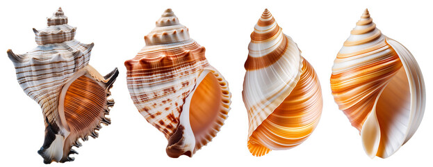 Collection of exquisite sea shells, elegantly isolated on a transparent or white background
