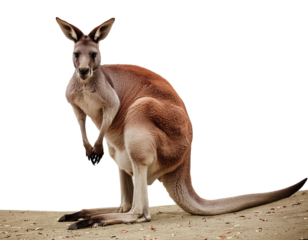 Kangaroo isolated against transparent or white background, offering a clear view of the entire image.