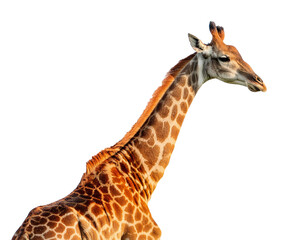 Giraffe in its entirety, isolated on transparent or white background.