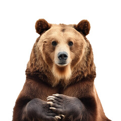 Brown bear displaying elegance, seated with crossed paws against a clean white backdrop.