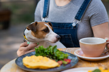 Jack Russell sitting on the owner's lap in a street cafe. Woman having breakfast in dog friendly outdoor cafe. 