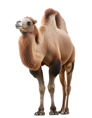 Detailed Arabian camel, full-body view, seamlessly isolated on a transparent or white background