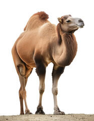 Arabian camel, showcasing its full body, isolated on a transparent or white background.