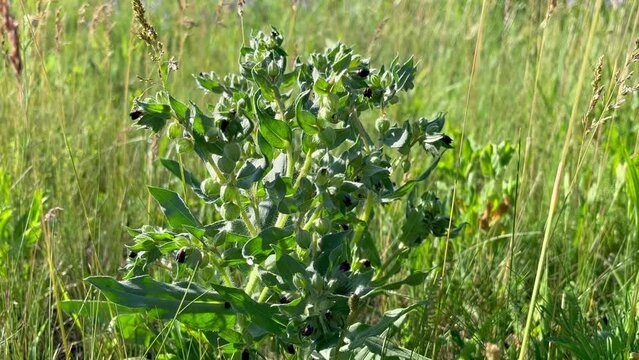 Nonea plant growing on the lawn