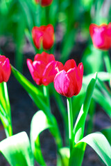 Bright red tulips are blooming in the background of many tulip fields.