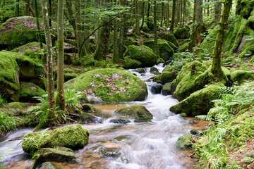 Serene forest scene, small stream flowing over vibrant green moss-covered rocks. Surrounding trees, foliage add to lushness Europe, Germany, Black Forest, Buhlertal, Gertelbach.
