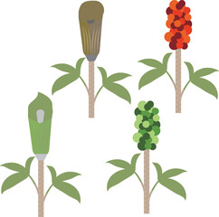 植物のマムシグサのイラストセット