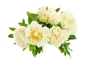Fresh Peony Bouquet on White