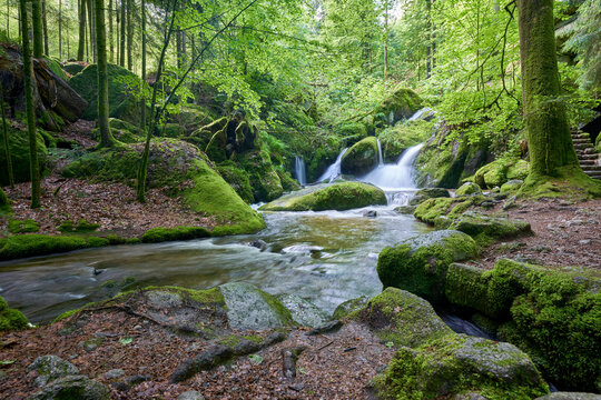 Serene forest scene, small waterfall cascading over moss-covered rocks into a gentle stream, surrounded by lush greenery, dense canopy overhead. Europe, Germany, Black Forest, Buhlertal, Gertelbach.