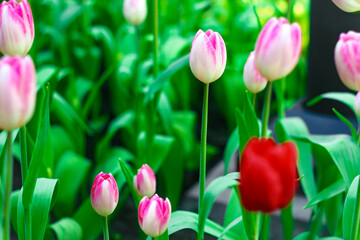 Fields of many pink and red tulips