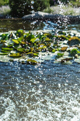 Ukraine, Volodarka town, Sakura Island landscape park. Pond with green waterlily, water splashes