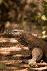 Close up Komodo dragoon on labuan bajo ; Wildlife indonesia tourism