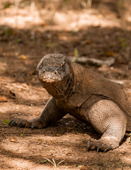 Obraz premium Close up Komodo dragoon on labuan bajo ; Wildlife indonesia tourism