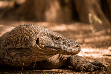 Close up Komodo dragoon on labuan bajo ; Wildlife indonesia tourism
