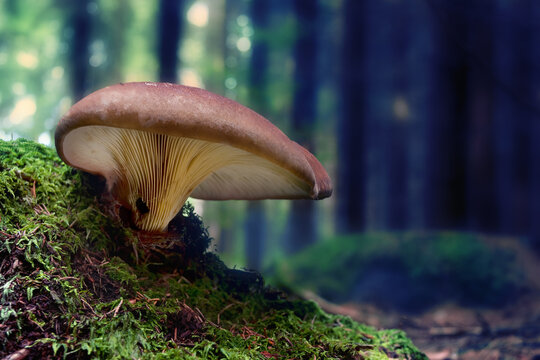 Velvet-footed Pax (Tapinella atrotomentosa) mushroom in the forest