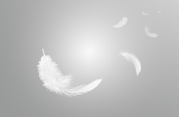 Abstract White Bird Feathers Floating in The Sky. Softness of Feathers flying in Heavenly. Feathers on Gray Background.
